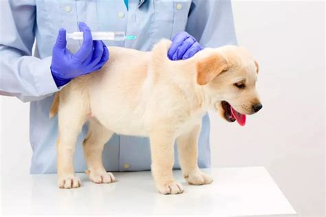 köpeklerin aşıları ne zaman biter